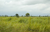 01 Cambodian landscape
