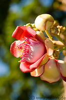 12 Couroupita guianensis flower