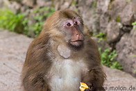 16 Tibetan macaque monkey