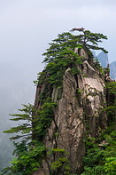 04 Pine trees on rock formation