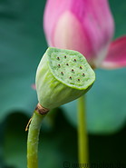 03 Lotus flower