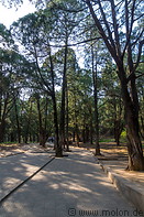 08 Tree lined path