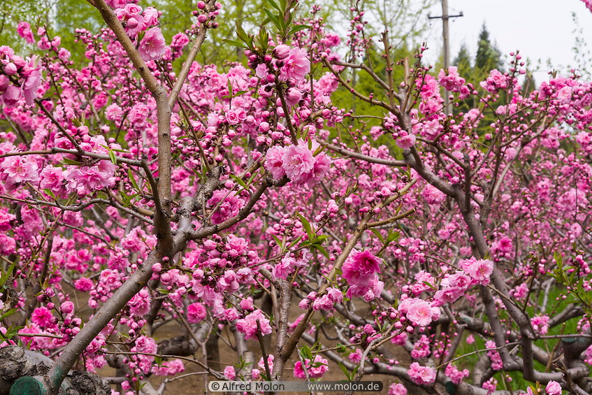 16 Cherry blossoms