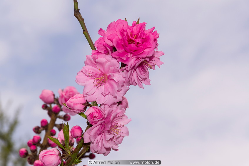 17 Cherry blossoms