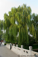 02 Bridge and weeping willow tree