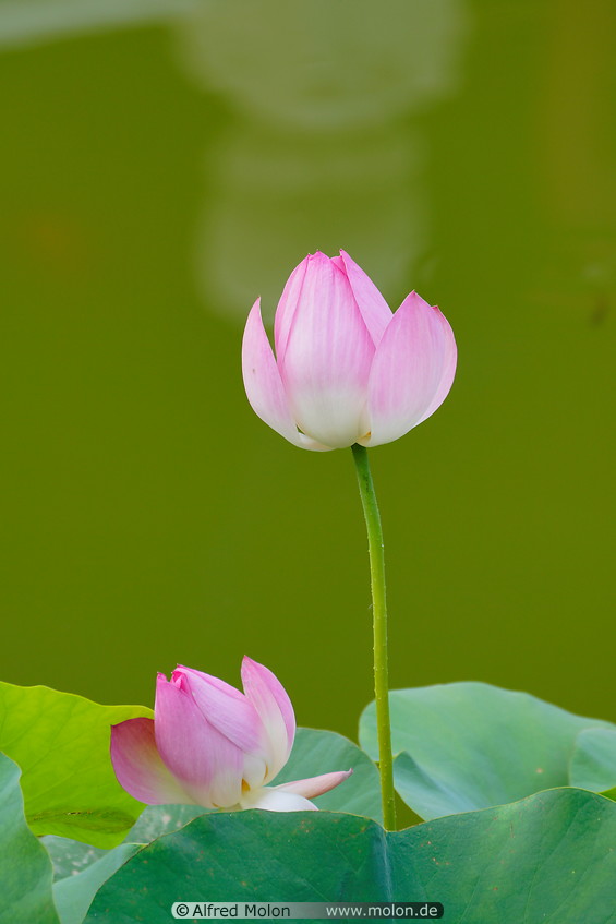 19 Lotus flower