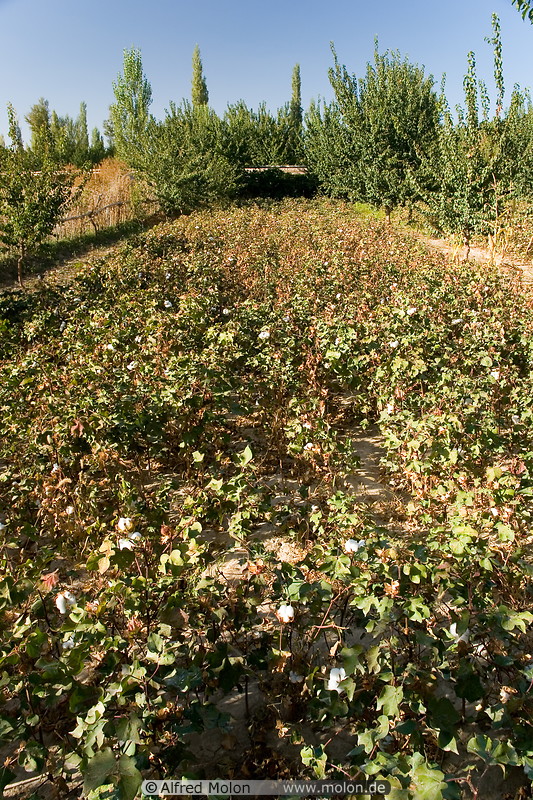 04 Cotton plants field