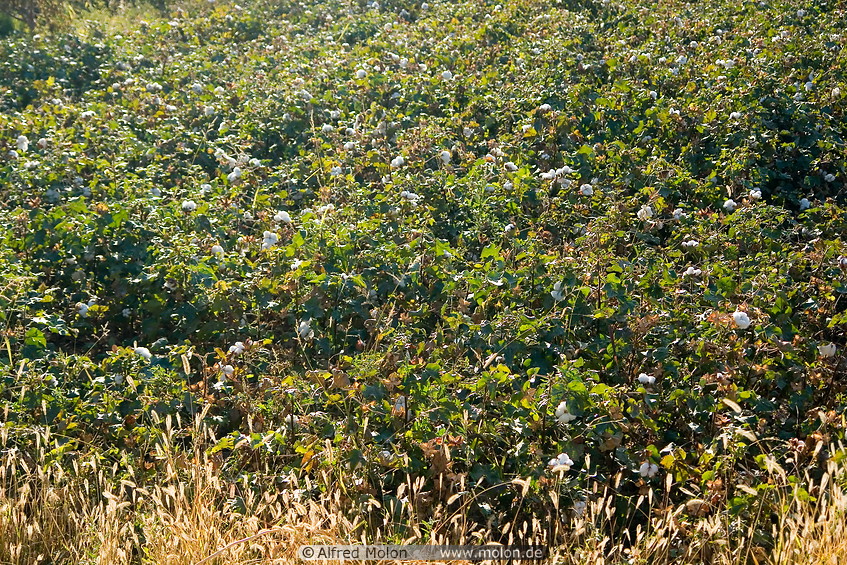 16 Cotton plants field