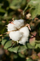 06 Open cotton boll