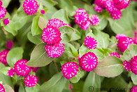 07 Pink flowers