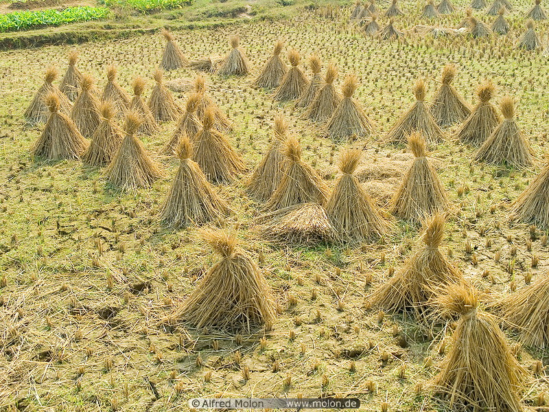 10 Rice field after the harvest