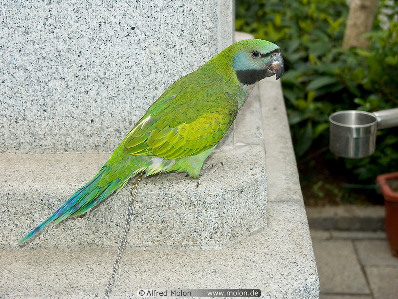 09 Parrot