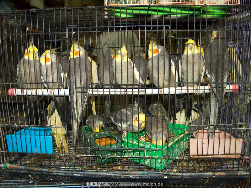 11 Parrots in cage