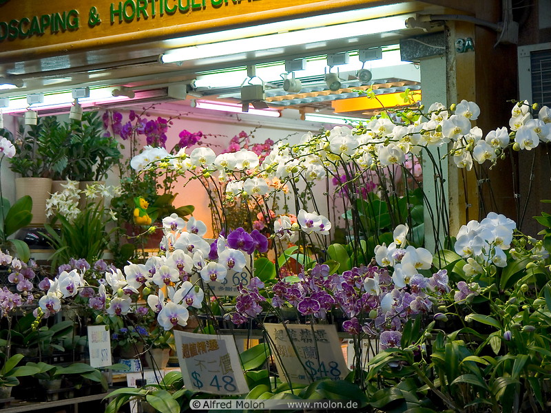 13 Flowers market