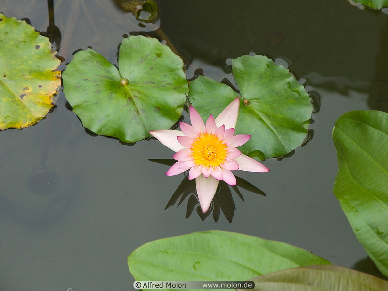 08 Lotus flower