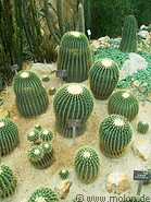 06 Echinocactus grusonii cactus