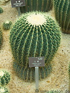 07 Echinocactus grusonii cactus