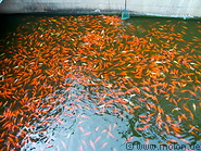17 Pond with goldfish