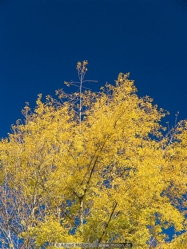 05 Yellow tree and sky