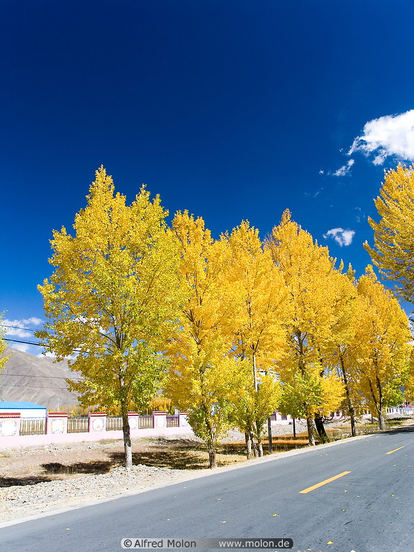 08 Road lined with yellow trees