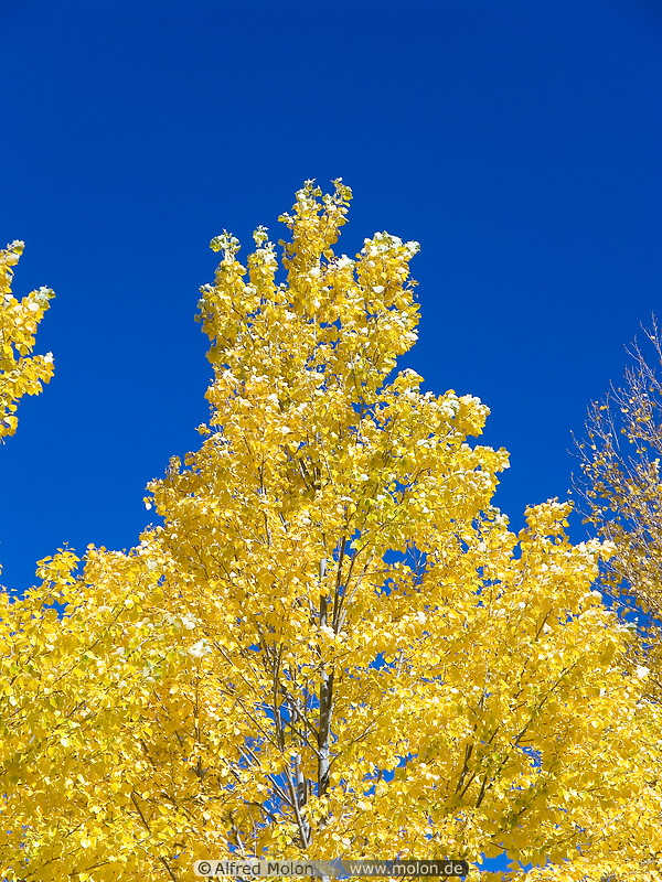 10 Yellow trees and sky
