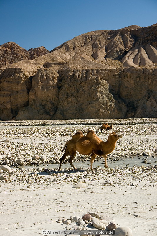 06 Camels