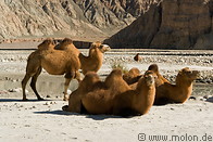 07 Camels