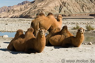 08 Camels