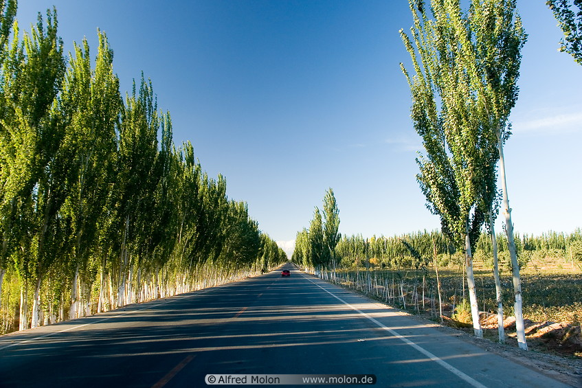03 Tree-lined Karakoram highway