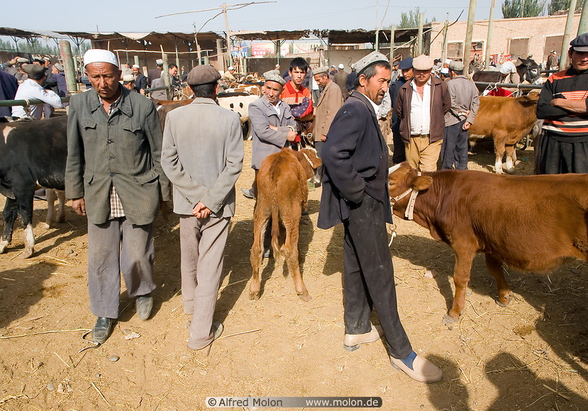 12 Uighur men and cattle