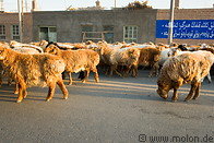 15 Sheep herd on street