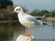 05 Seagull