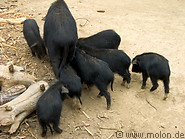 16 Pig family