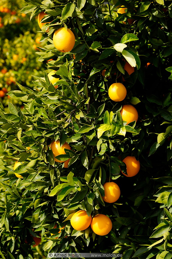 03 Orange tree