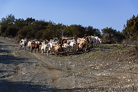 21 Goat herd