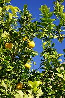 16 Lemon tree