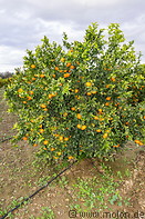 34 Mandarin tree