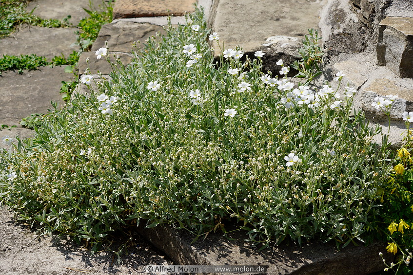 14 Plant with white flowers