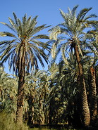 01 Palm trees