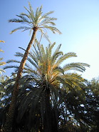 03 Palm trees