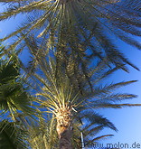 05 Palm trees and sky