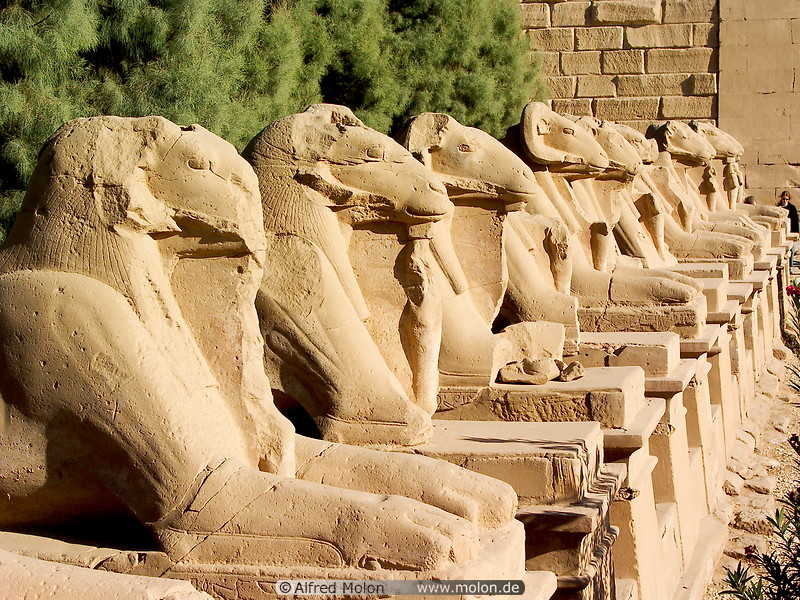 02 Ram-headed sphinxes