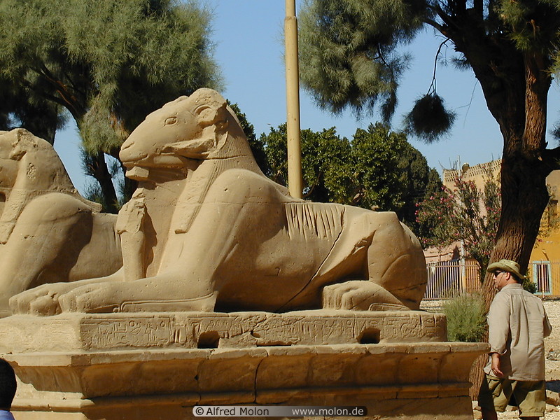 03 Ram-headed sphinxes