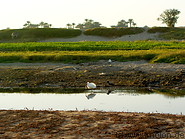 13 Nile river bank with bird