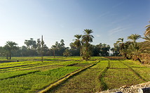 01 Irrigated fields and date palms