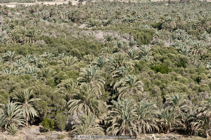 04 Date palm plantation