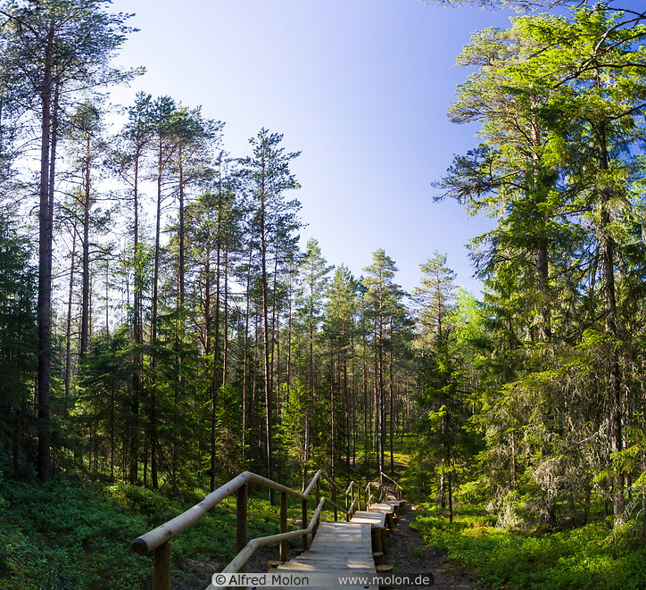 10 Forest trail near Oandu