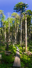 08 Forest trail near Oandu