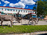 13 Reindeer in Ivalo