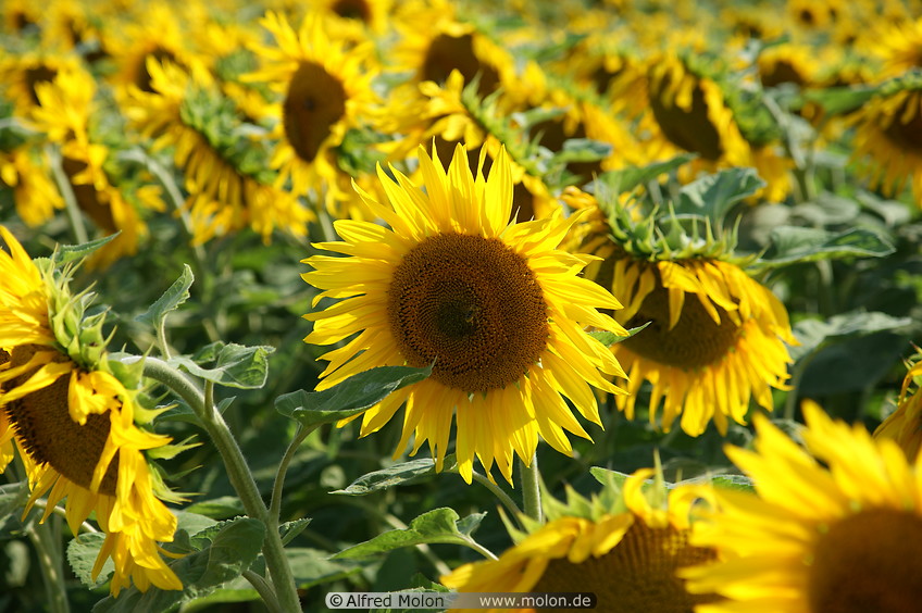 03 Sunflower plants